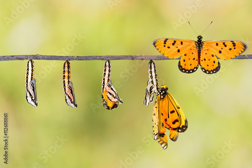Fotografía Life cycle of Tawny Coster transform from caterpillar to butterf