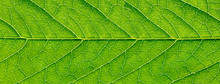 Close-up Of Green Leaf