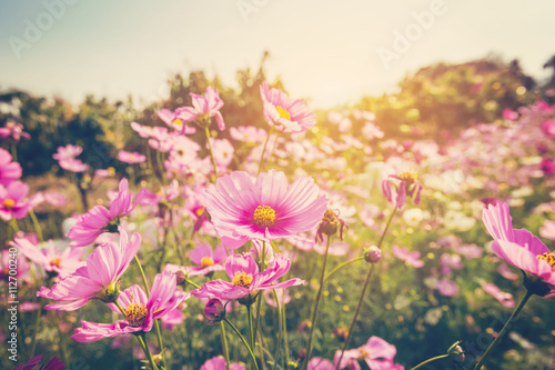 Fotografía cosmos flower and sunlight with vintage tone.