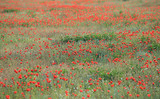 Fototapeta Natura - Poppy flowers field, close-up early in the morning