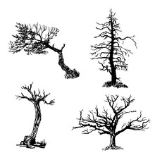 Drawing Collection Set Of Four Trees Isolated Dry Ink Brush Sketch Hand Drawn Vector Illustration