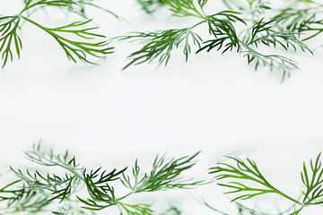  Sprigs of green dill on a white background. Frame with copy space for text.