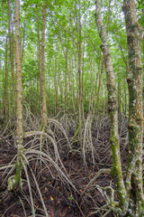 Mangroves forest