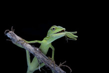 Close Up Of Green Lizard On Twig Against Black Background