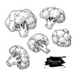 Broccoli hand drawn vector illustrations. Vegetable engraved sty
