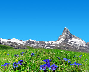 Beautiful mountain Matterhorn in the foreground blooming gentian, Pennine Alps, Switzerland