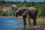 Fototapeta Sawanna - Elephant drinking from river on wooded shore