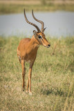 Fototapeta Sawanna - Male impala beside river walking towards camera