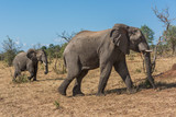 Fototapeta Sawanna - Mother and baby elephant crossing grassy hillside