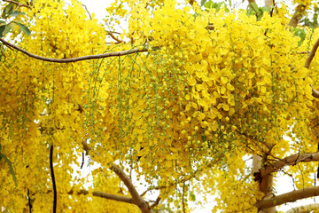 Wall Mural - Soft focus flowers background. Yellow flowers. Golden shower, Ca