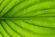 Leinwandbild Motiv  green leaf texture