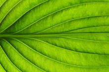  Green Leaf Texture
