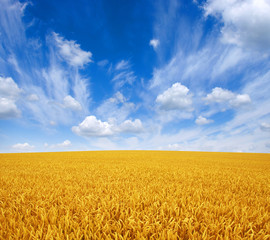 wheat field and sky