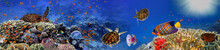 Underwater Panorama With Turtle, Coral Reef And Fishes