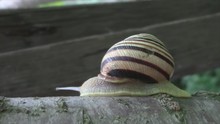 Beautiful Snail Crawl Forest Home .