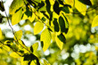 Zielone liście drzewa podświetlone słońcem