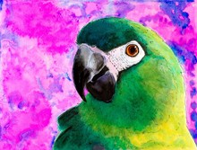 Original Painting Of A Green Parrot.