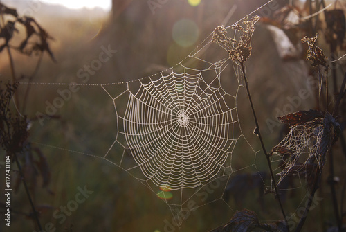 Fotografía round web on field plants illuminated in morning sun
