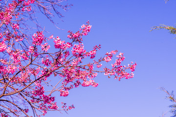 Wall Mural - Cherry Blossum Flowers at Chiangmai Province