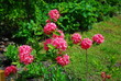 Rododendron, różanecznik, rhododendron