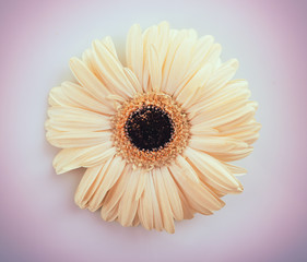 Canvas Print - White gerbera on white background