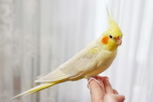 Yellow Cockatiel On A Female Finger, Close Up
