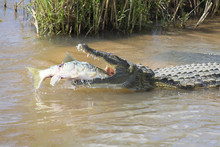 Large Nile Crocodile Eat A Fish On River Bank
