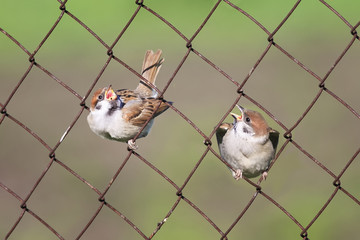 two funny Chicks sitting in cells metal fence