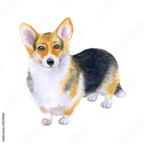 Watercolor Closeup Portrait Of Tricolor Short Legged Pembroke