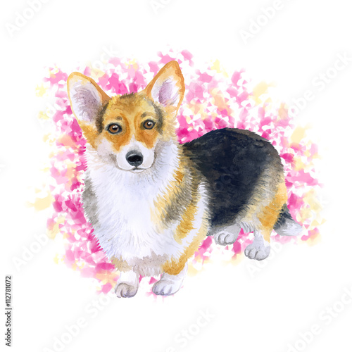 Watercolor Closeup Portrait Of Tricolor Short Legged Pembroke