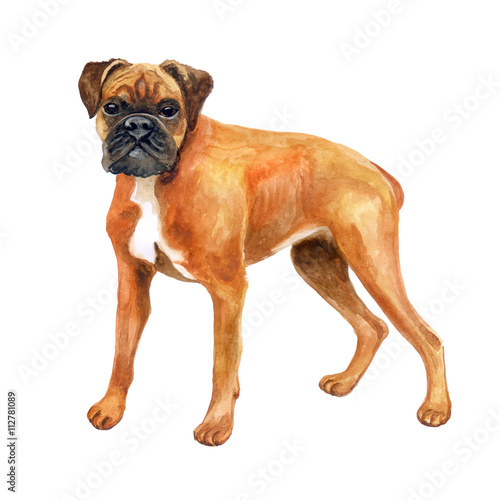 Watercolor Closeup Portrait Of German Boxer Deutscher Boxer Breed