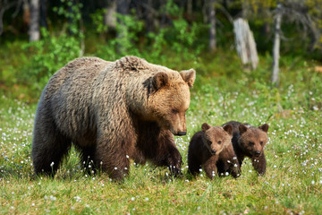 Wall Mural - mother brown bear and her cubs