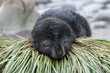 © Gary Arndt - Fur seal pup on tusset grass