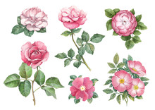Watercolor Illustrations Of Rose Flowers
