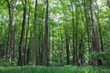 Fototapeta Las - beech tall green trees and grass in spring forest