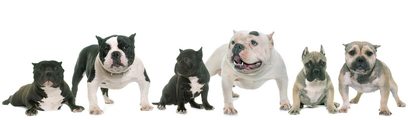 Wall Mural - group of american bully