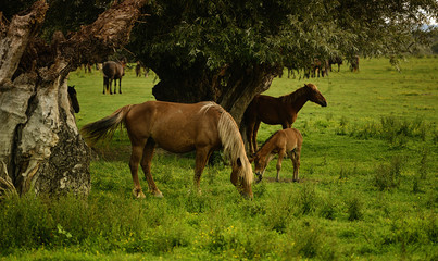 Horses on a green field.