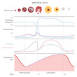 The menstrual cycle, showing changes hormones, endometrial basal body temperature. Infographics. Vector