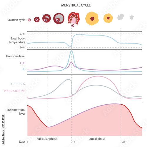The menstrual cycle, showing changes hormones, endometrial basal body temperature. Infographics