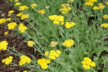 Yellow Flowers Of The Achillea Moonshine Yarrow