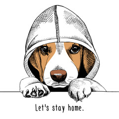 Wall Mural - The image of the dog Beagle in the hood. Vector illustration.