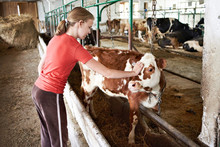 Girl Stroking Calf On Dairy Farm