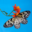 Rice Paper Butterfly (Idea leuconoe) on bright orange flower