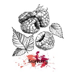 Wall Mural - Vector illustration of raspberry. Isolated on white background. Engraving summer fresh vegetarian fresh fruit. Hand drawn engraving art. For cocktail, smoothie, desserts and salsds.