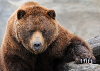 grizzly bear portrait