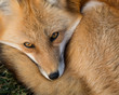 Red fox (Vulpes vulpes) closeup portrait