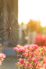 spider's web