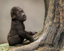 Female Infant Western Lowland Gorilla By Tree