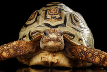 Leopard Tortoise Albino,Stigmochelys Pardalis Turtle With White Shell On Isolated Black Background, Front View