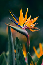 Close-up Of Blossoming Strelitzia Flower During Spring